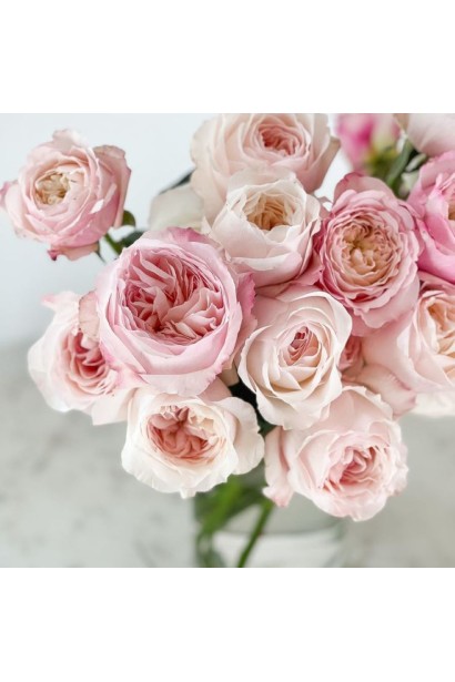 Густомахрові кремово-рожеві бутони троянди Кейра